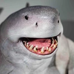 Preorder! Hot Toys DC The Suicide Squad King Shark